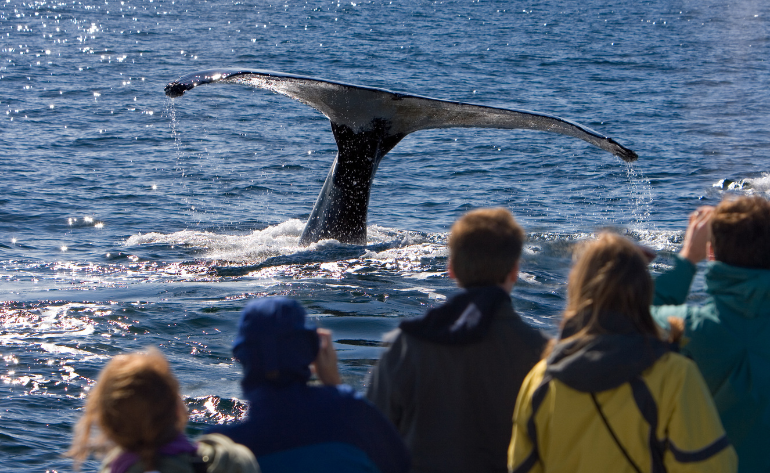 Private Whale Watch Eco Tour - 2 hours