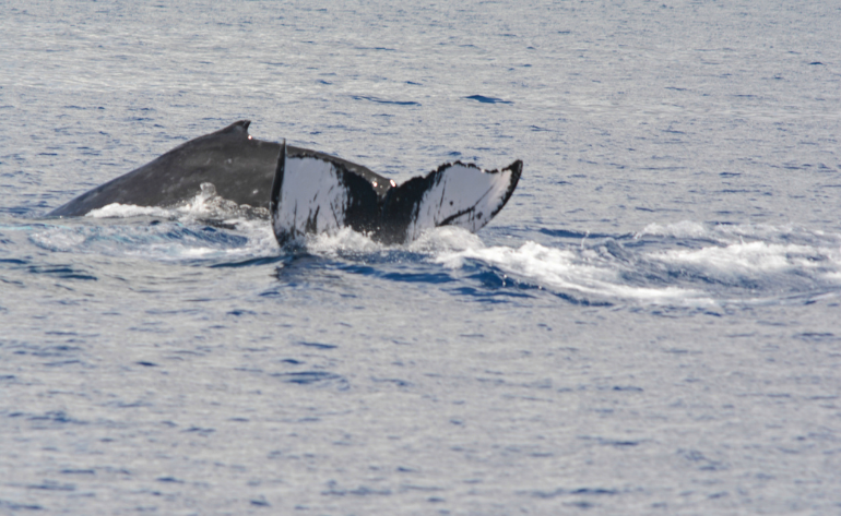 Private Whale Watch Eco Tour - 2 hours