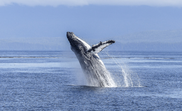 Private Whale Watch Eco Tour - 2 hours