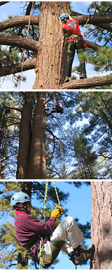 Tree Rope Climbing Big Bear Lake